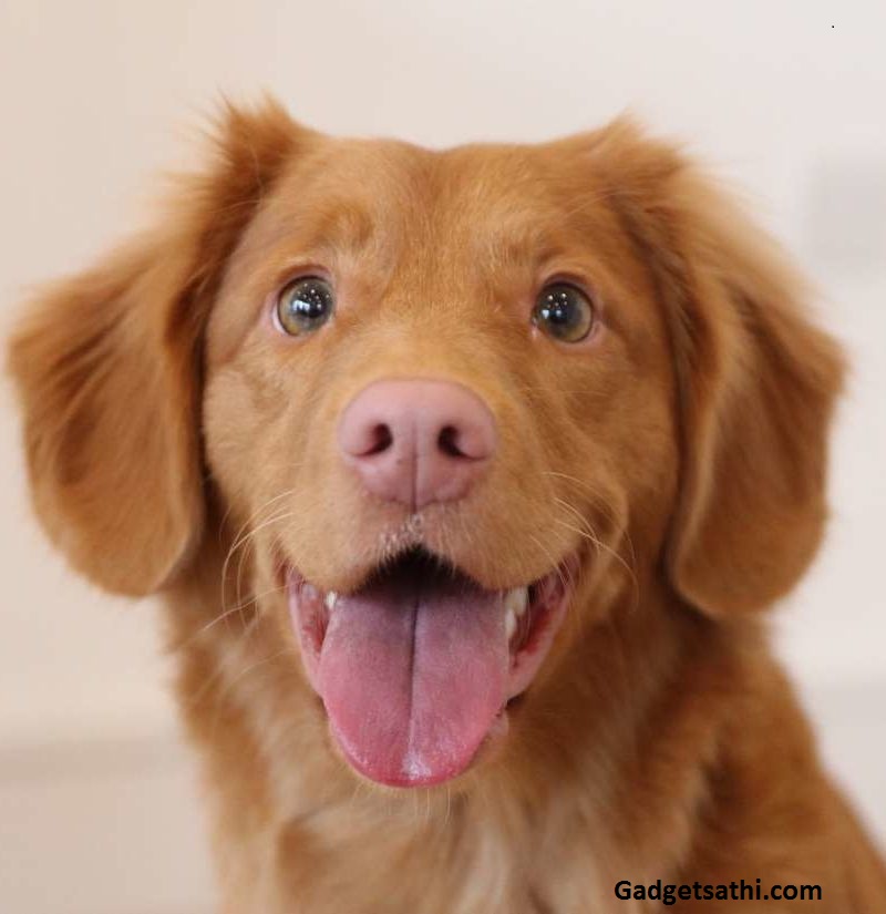 The Language of Dogs: Dogs can Distinguish Human Intentions