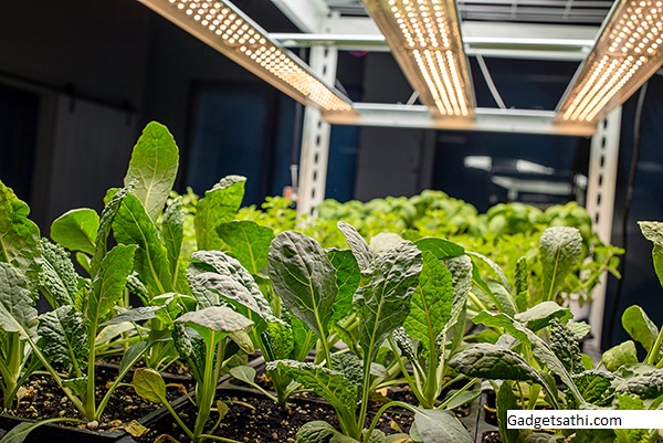 NASA Research Boosts LED Lights to Grow Food on Space