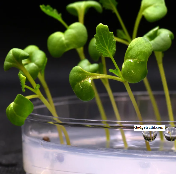 Artificial Photosynthesis Can Produce Food in Complete Darkness