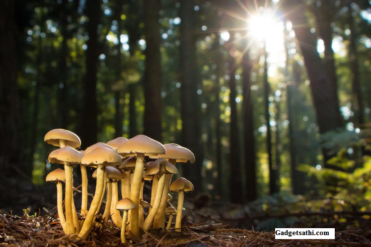 Wood-Wide Web: Do Forest Trees Really “Talk” Through Underground Fungi?