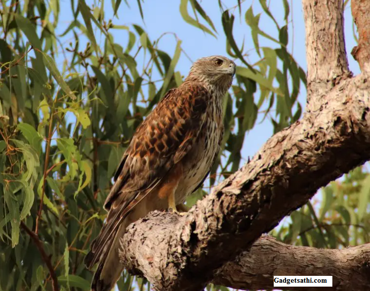 Australia’s Rarest Bird of Prey Is Facing Extinction