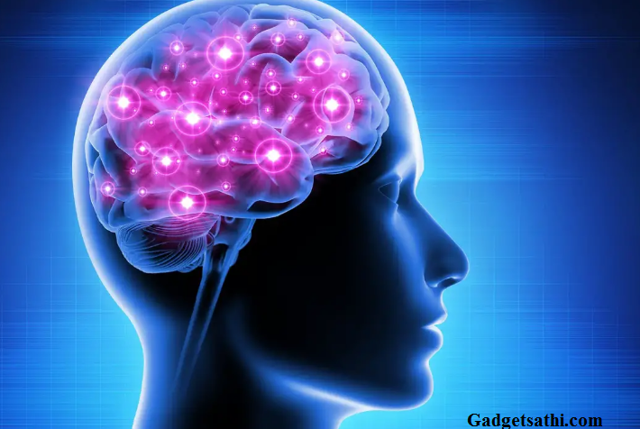 Largest-Ever Study of the Genetics of the Brain Identifies How the Brain Is Organized
