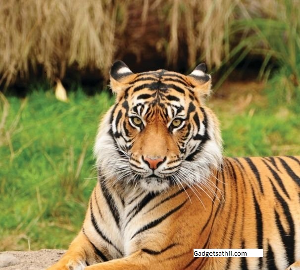 TIGER (A SHORT STORY)