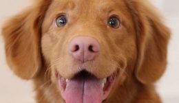 The Language of Dogs: Dogs can Distinguish Human Intentions