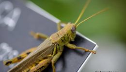 Engineers Create Tiny Robot “Bugs” That Can Go Just About Anywhere
