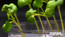 Artificial Photosynthesis Can Produce Food in Complete Darkness