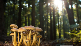 Wood-Wide Web: Do Forest Trees Really “Talk” Through Underground Fungi?