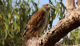 Australia’s Rarest Bird of Prey Is Facing Extinction