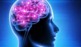 Largest-Ever Study of the Genetics of the Brain Identifies How the Brain Is Organized