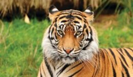 TIGER (A SHORT STORY)